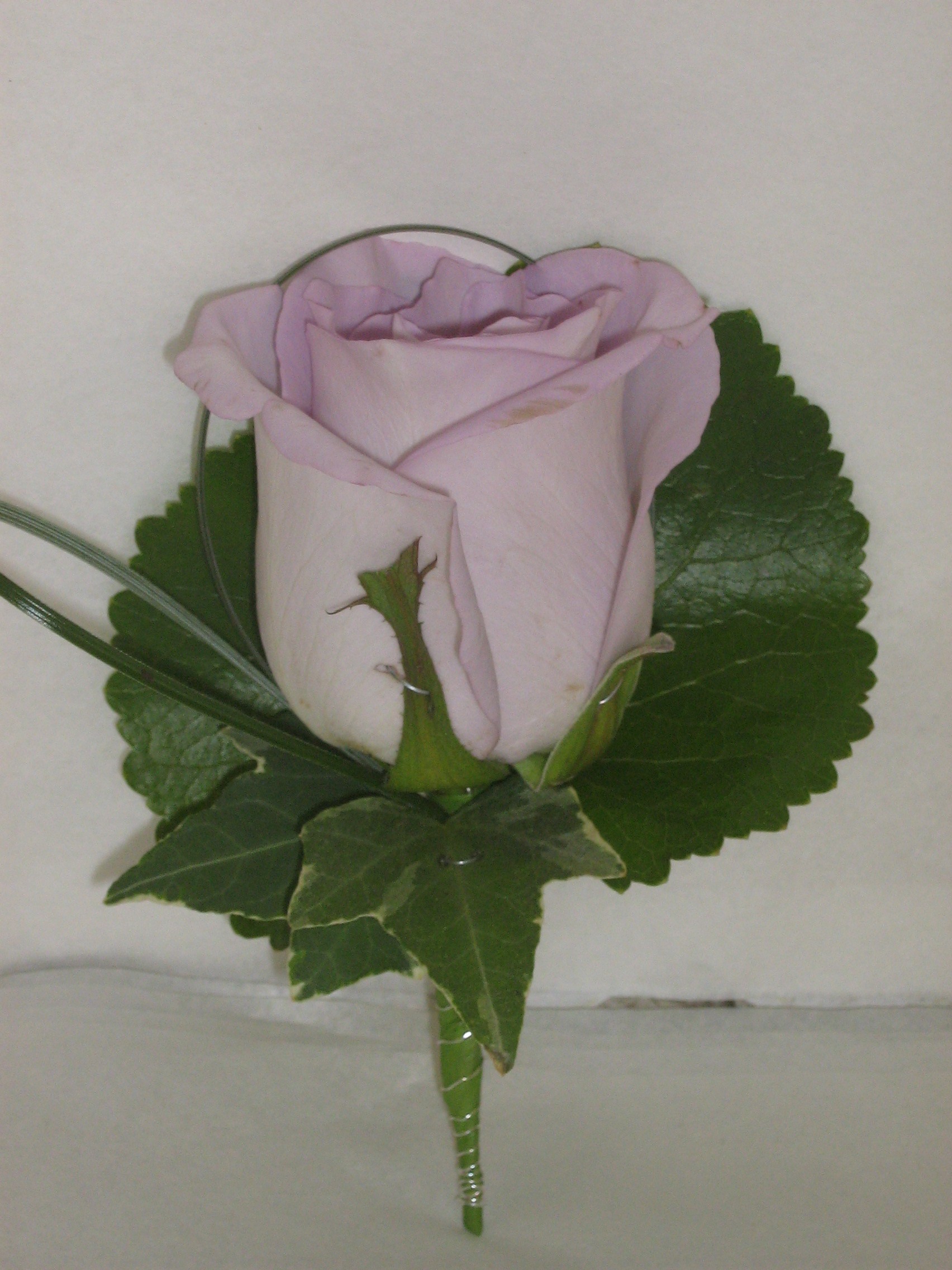 pinkrosebh087.jpg