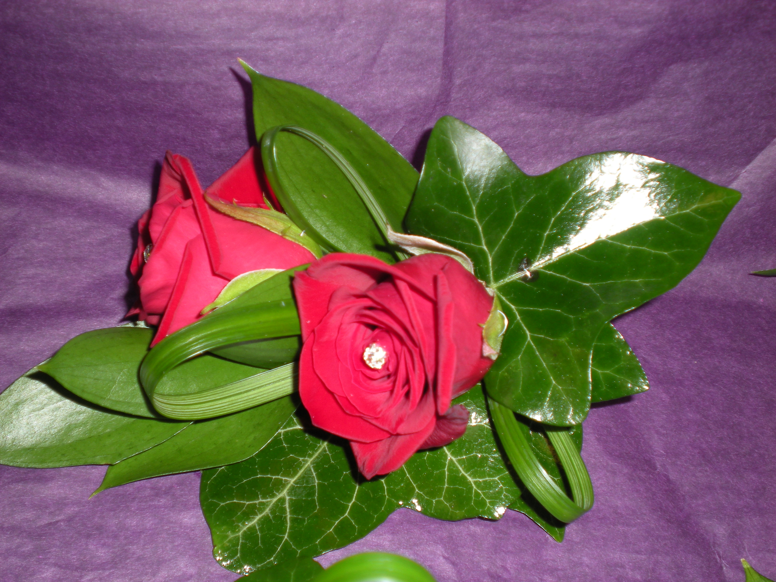 redrose2cor244.JPG